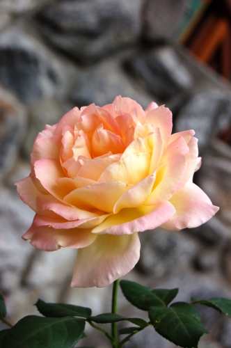 玫瑰花12 ...