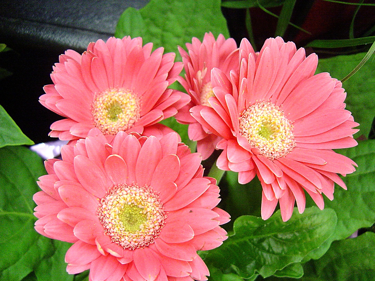 花卉29 ...