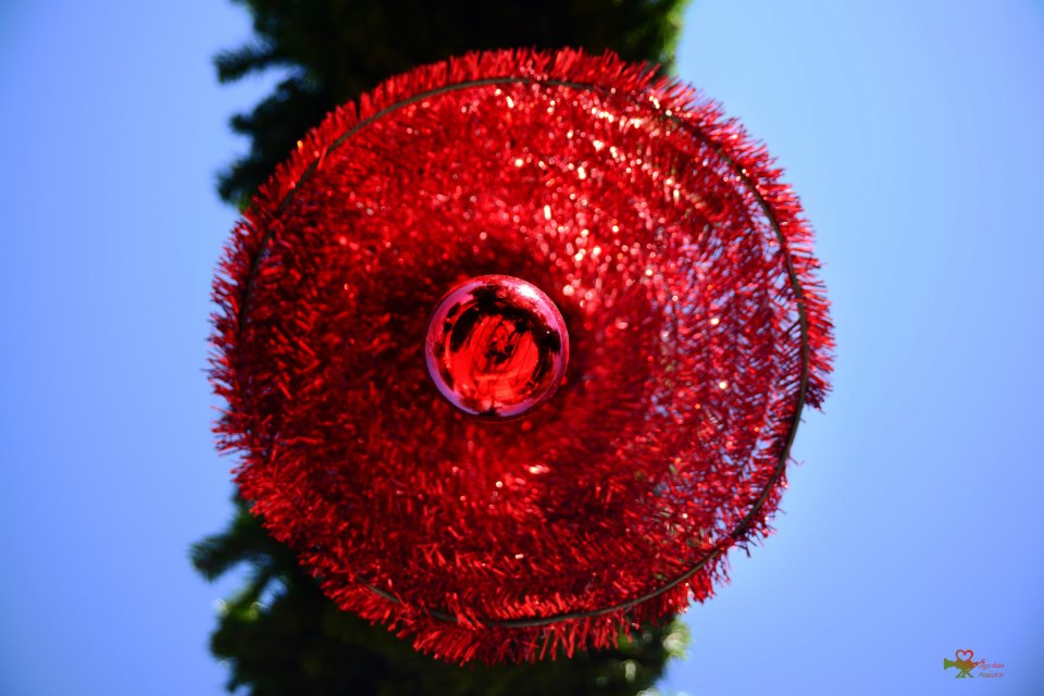 在聖地亞哥動物園拍的旅行照