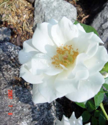 玫瑰花7 ...