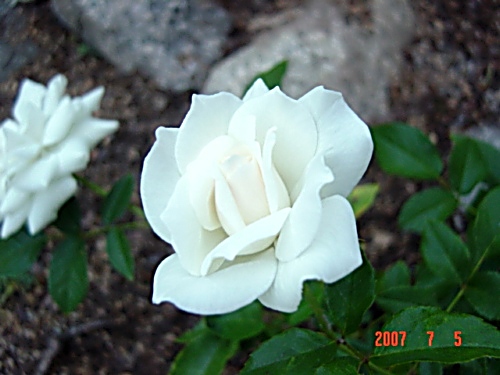 玫瑰花8 ...