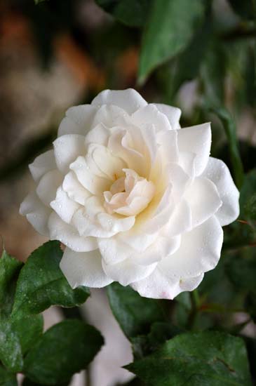 玫瑰花20 ...