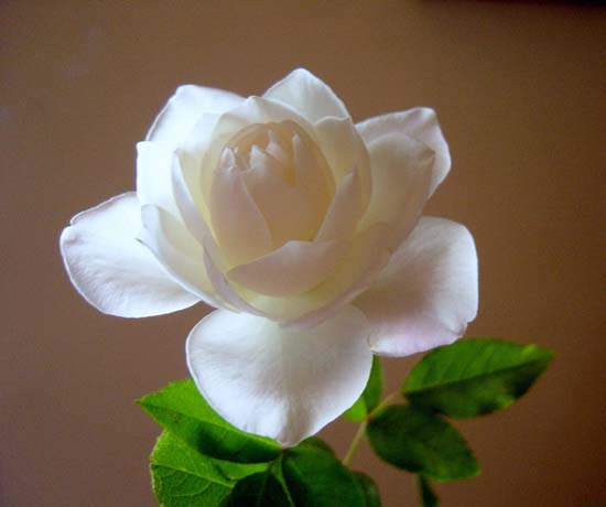 玫瑰花18 ...