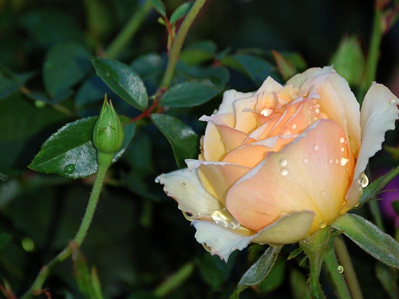 玫瑰花29 ...