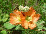 2007年夏慑于拉巴克
