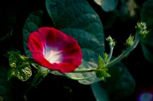 牵牛花的花语和象征代表意义：爱情、冷静、虚幻
　牵牛花有个俗名叫“勤娘子”，顾名思义，它是一种很勤劳的花。每当公鸡刚啼过头遍，时针还指在“4”字左右的地方，绕篱萦架的牵牛花枝头，就开放出一朵朵喇叭似的花来。晨曦中人们一边呼吸着清新的空气，一边饱览着点缀于绿叶丛中的鲜花，真是别有一番情趣。