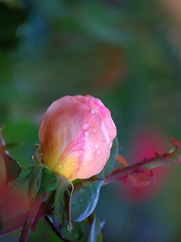 玫瑰花30 ...