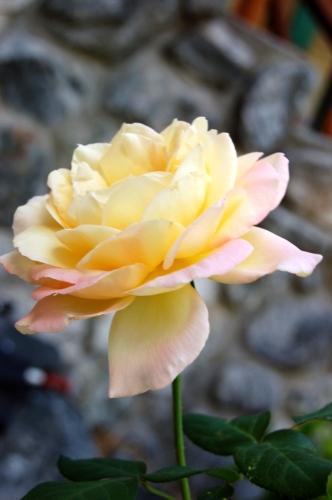 玫瑰花11 ...