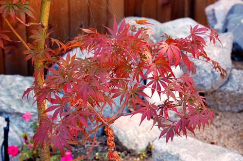 花卉27 ...